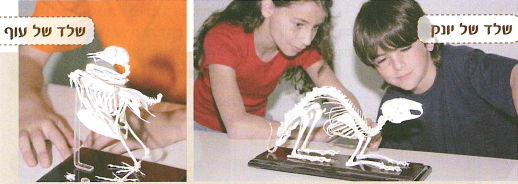 (בספר תמונה, היעזר במנחה)
